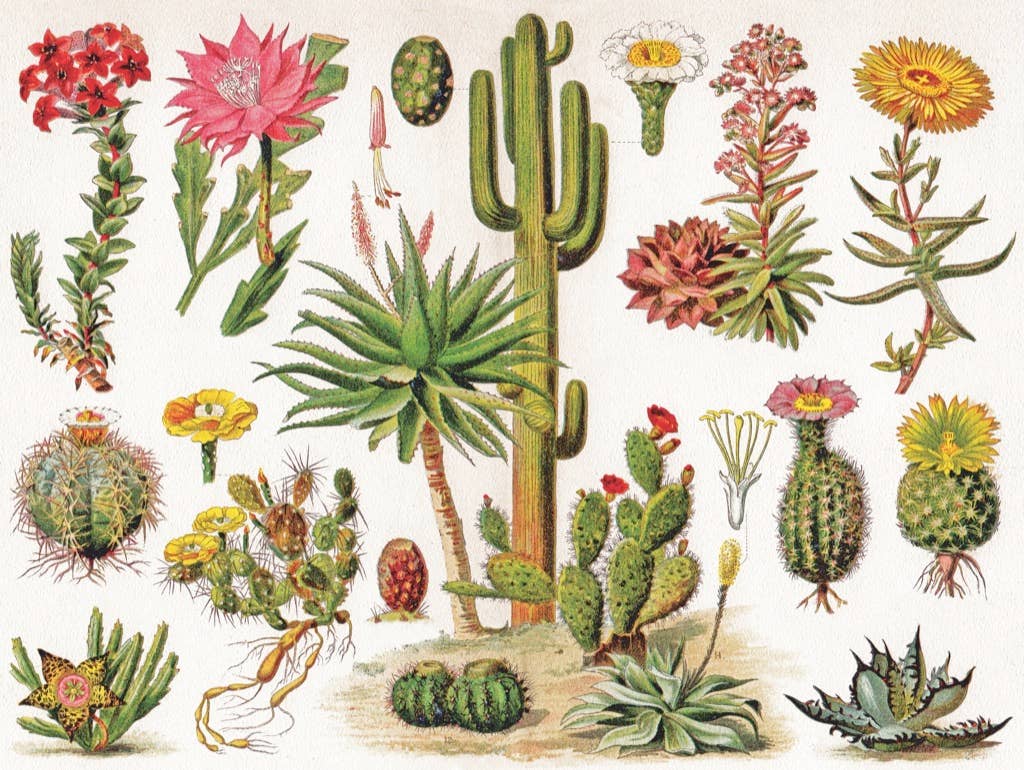 Cacti ~ Cactus - 1000 Piece Jigsaw Puzzle