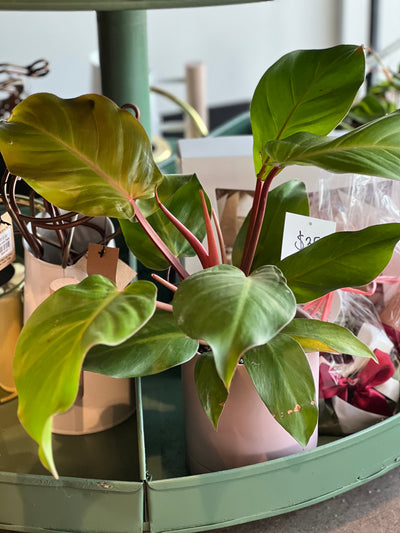 Philodendron - Cordatum, Brasil, Red Emerald