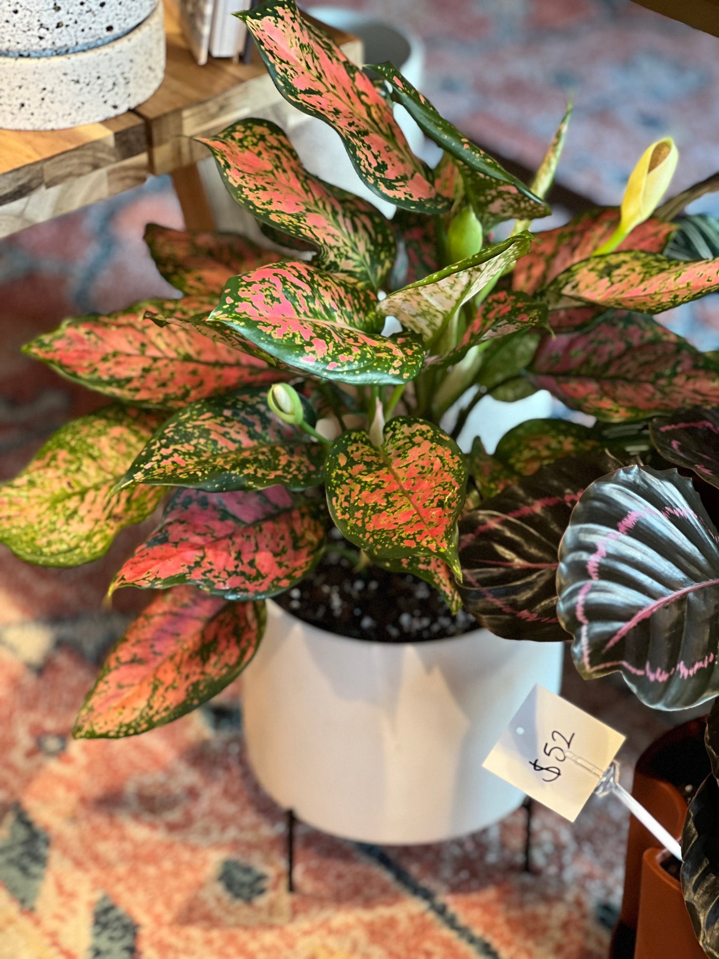 Aglaonema - Emerald, Pink