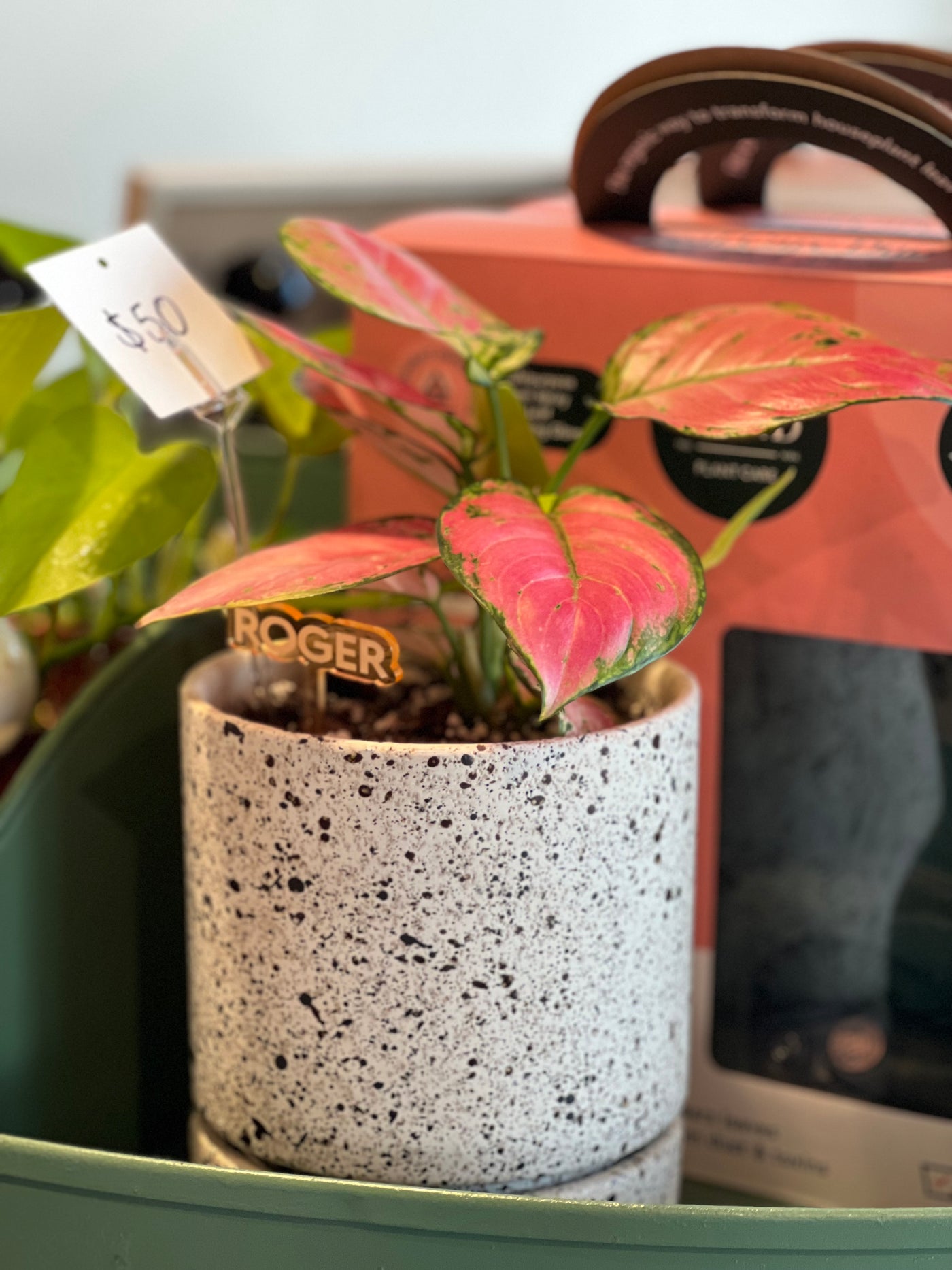 Aglaonema - Emerald, Pink