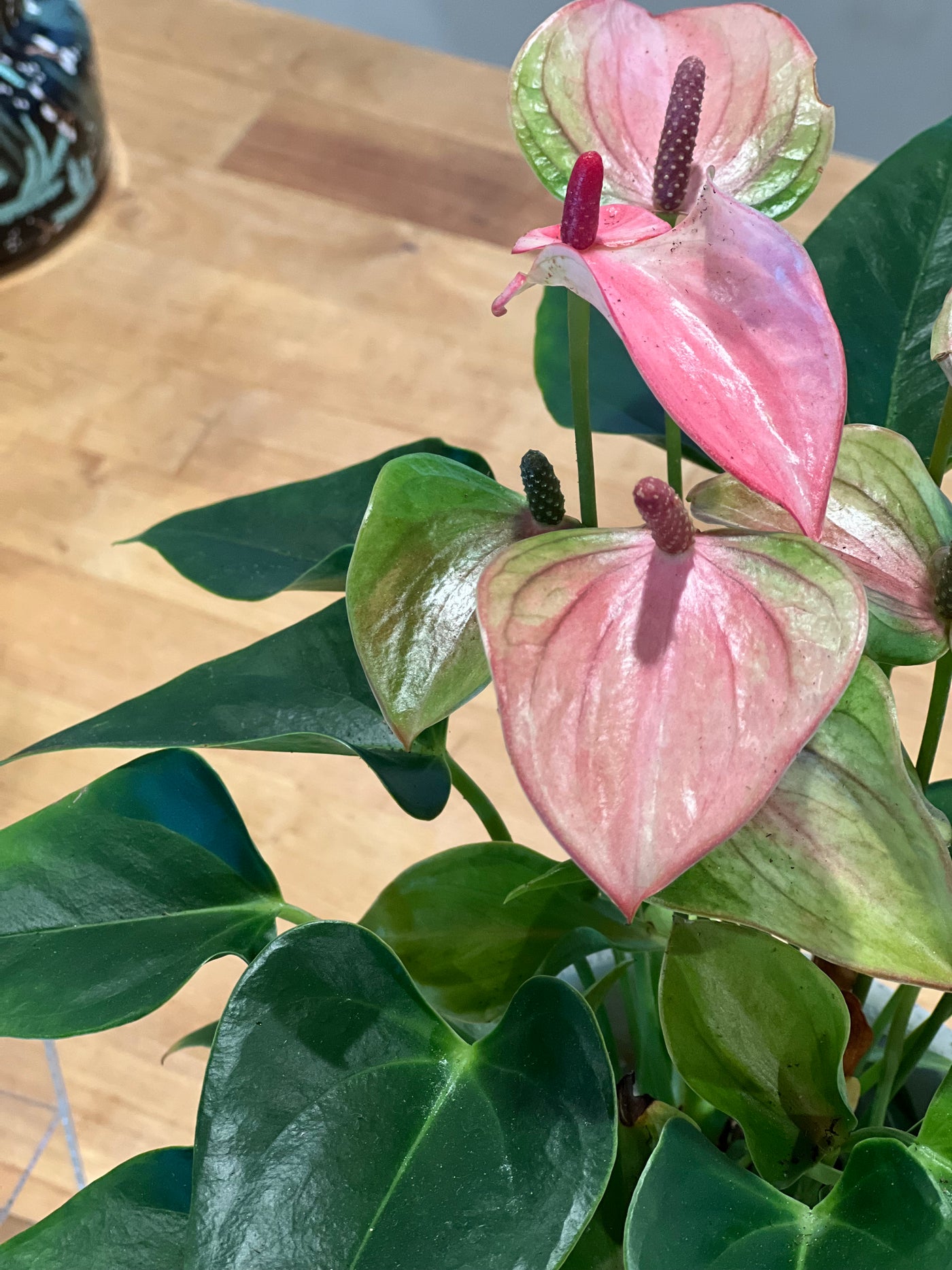 7" Potted Anthurium