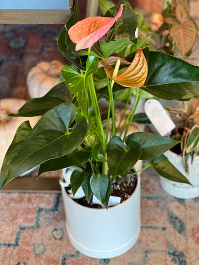 7" Potted Anthurium