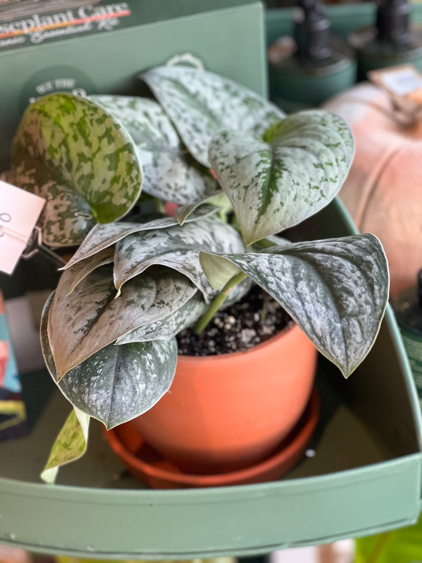 Pothos - Cebu Blue, Silver, Pearl, Golden Ivy, Marble Queen, Neon