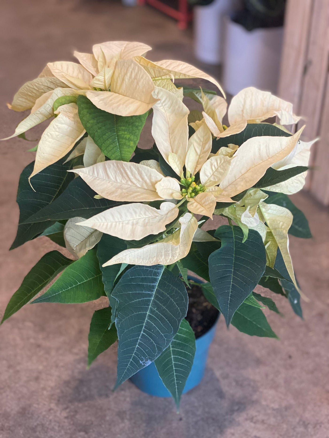 Pink Poinsettia 6”