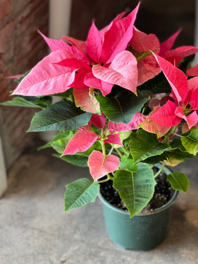 Pink Poinsettia 6”