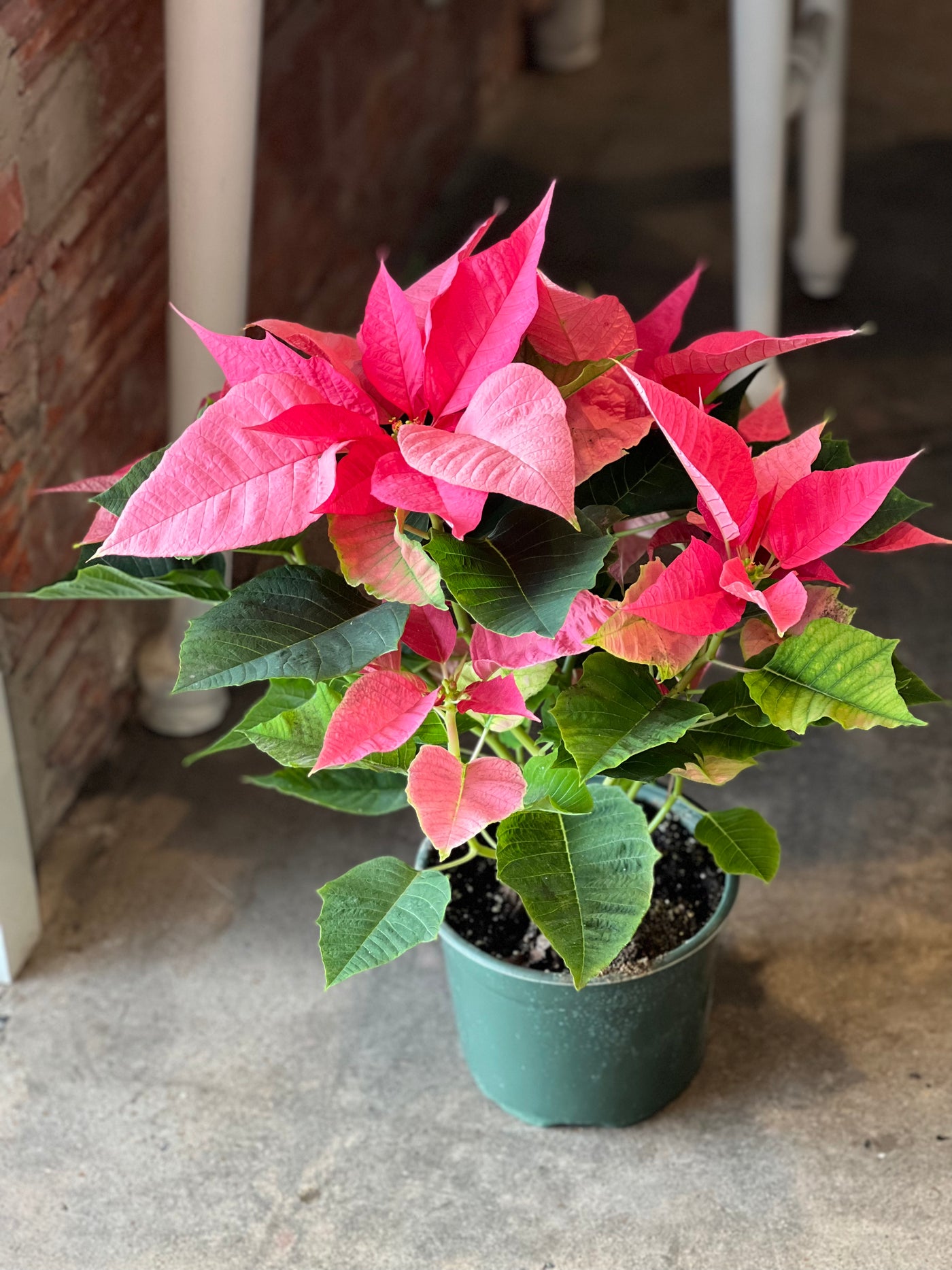 Pink Poinsettia 6”