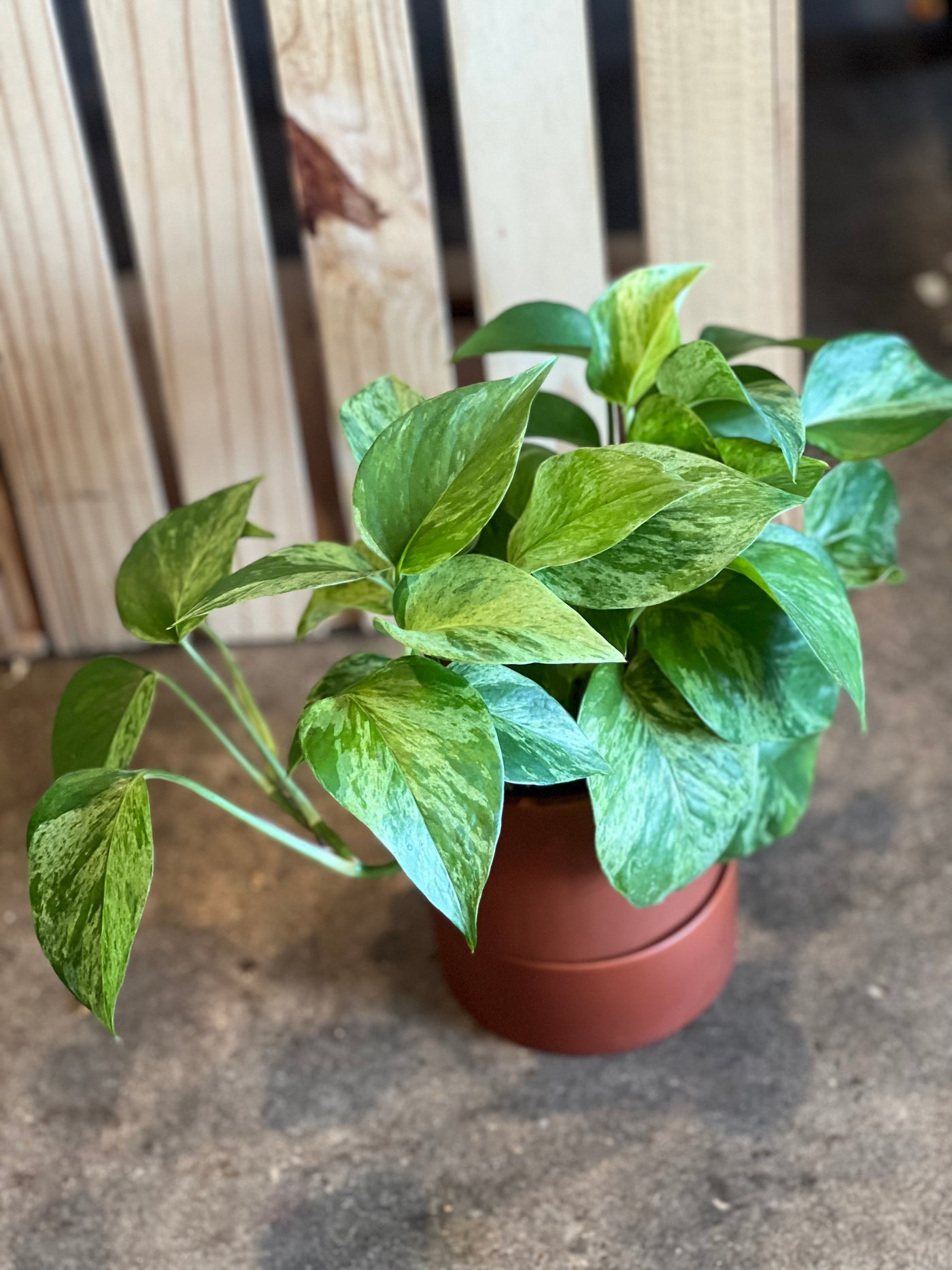 Pothos - Cebu Blue, Silver, Pearl, Golden Ivy, Marble Queen, Neon