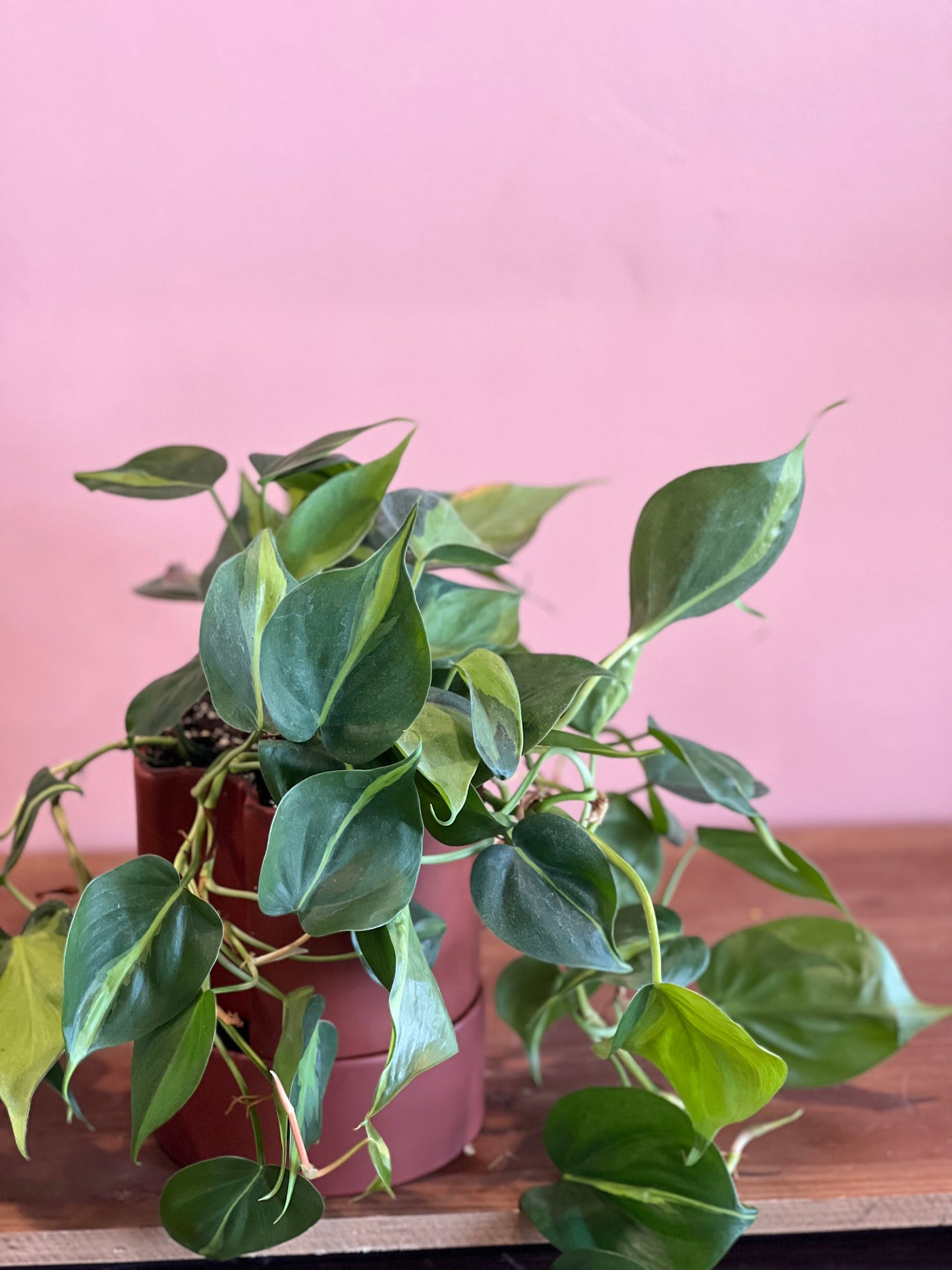 Philodendron - Cordatum, Brasil, Red Emerald