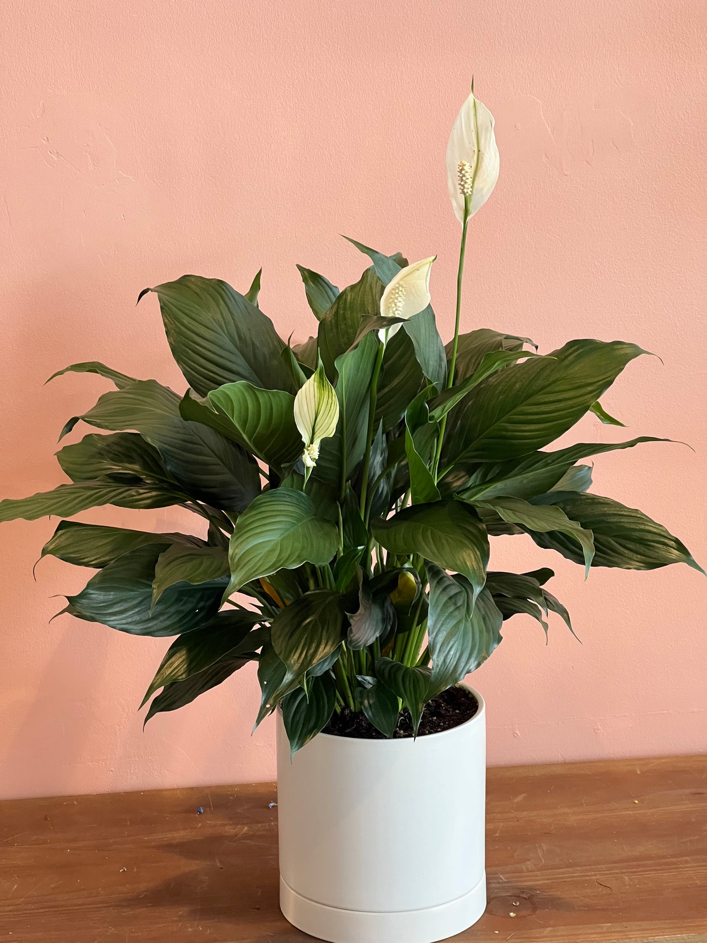 Peace Lily - 6"