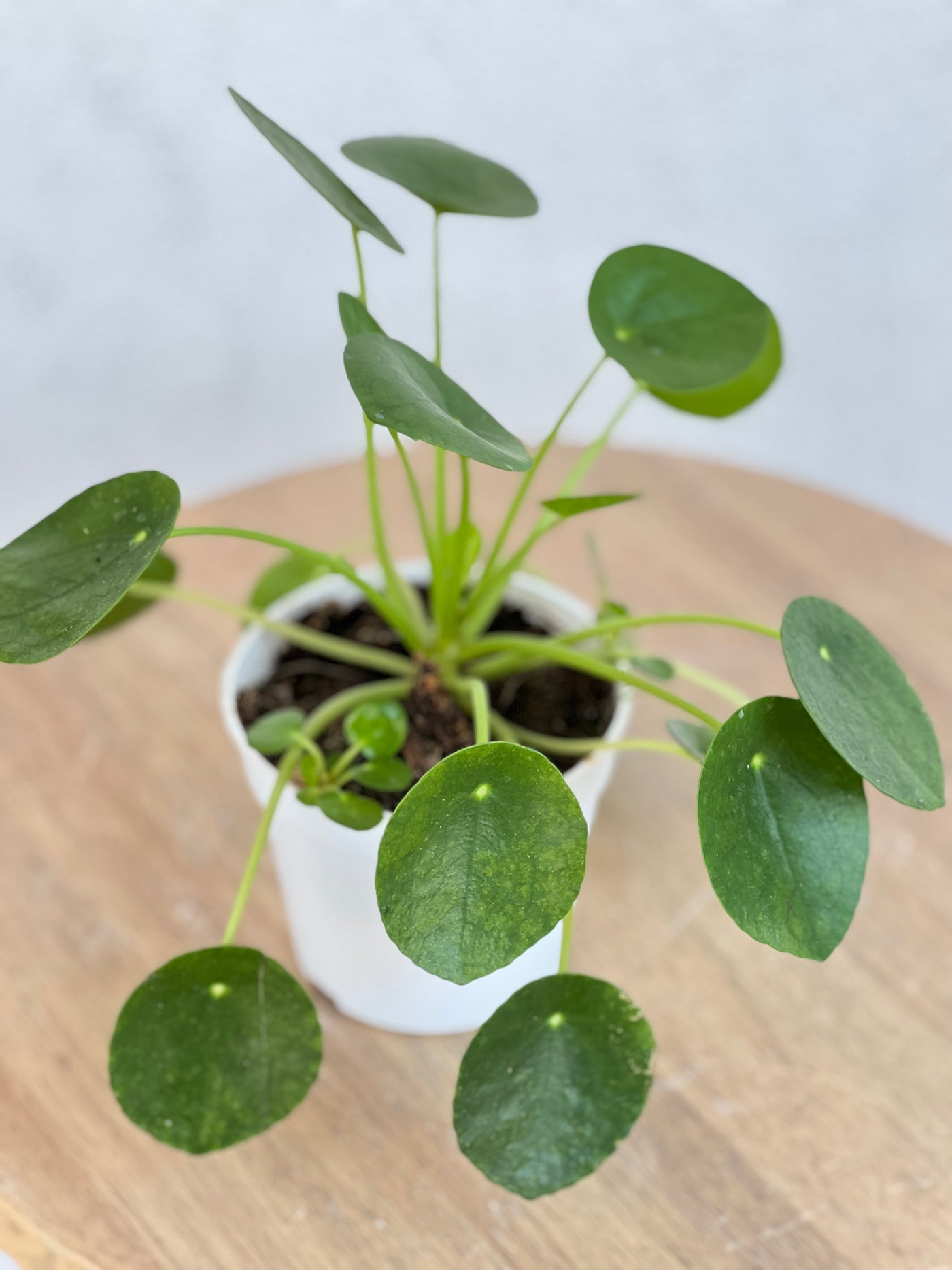 Pilea Peperomioides - 7"